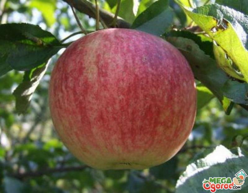 Характерные особенности сорта яблони Слава победителям и уход за деревом